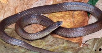Tracheischium lalremruatsangi: Newly Described Worm-Eating Snake Species
